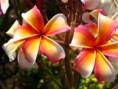/album/fotogaleria/hawaiian-flag-plumeria-jpg/